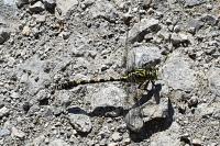 Onychogomphus forcipatus
