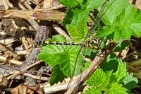 Onychogomphus forcipatus