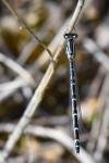 Coenagrion scitulum