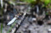 Libellula depressa