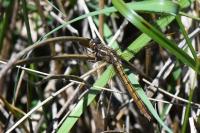 Orthetrum coerulescens