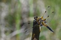 Libellula quadrimaculata