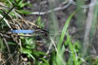 Orthetrum coerulescens