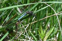 Orthetrum coerulescens