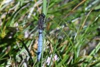 Orthetrum coerulescens