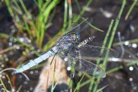 Orthetrum coerulescens