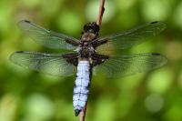 Libellula depressa