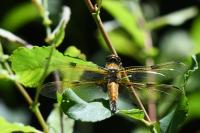 Libellula quadrimaculata
