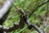 Orthetrum cancellatum