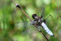Libellula depressa