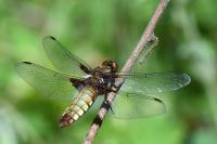 Libellula depressa