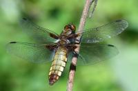 Libellula depressa