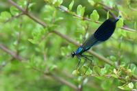 Calopteryx splendens