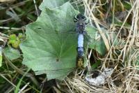 Orthetrum cancellatum
