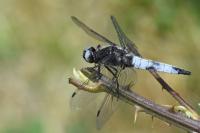 Libellula fulva