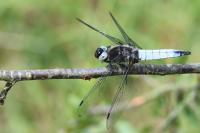 Libellula fulva