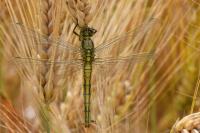 Orthetrum cancellatum