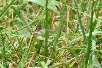 Orthetrum cancellatum