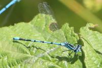 Coenagrion puella