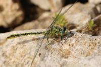 Gomphus pulchellus