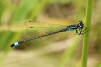 Ischnura elegans
