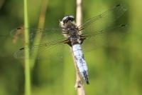 Libellula fulva