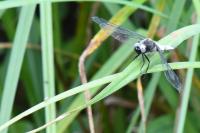 Libellula fulva