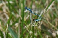 Coenagrion mercuriale