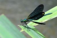 Calopteryx virgo