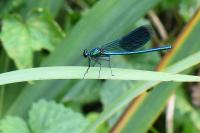 Calopteryx splendens