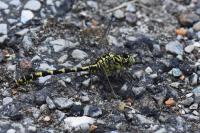 Onychogomphus forcipatus