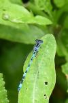 Coenagrion mercuriale
