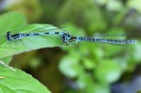 Coenagrion mercuriale