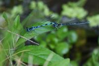 Coenagrion mercuriale