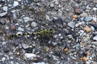 Onychogomphus forcipatus