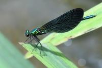 Calopteryx virgo
