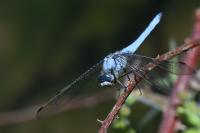Orthetrum brunneum