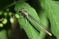 Platycnemis pennipes