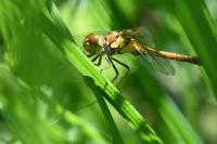 Sympetrum striolatum
