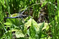 Orthetrum cancellatum