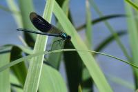 Calopteryx splendens
