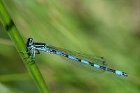 Coenagrion mercuriale