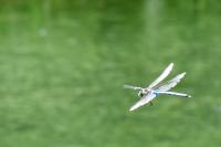 Anax imperator