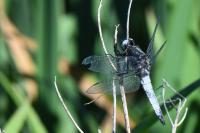 Libellula fulva
