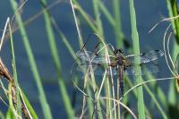 Libellula quadrimaculata