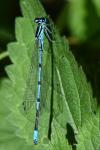 Coenagrion puella