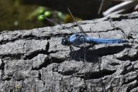 Orthetrum brunneum
