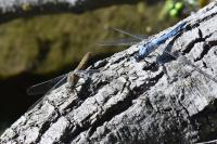 Orthetrum brunneum