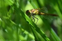 Sympetrum striolatum