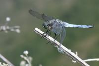 Orthetrum cancellatum